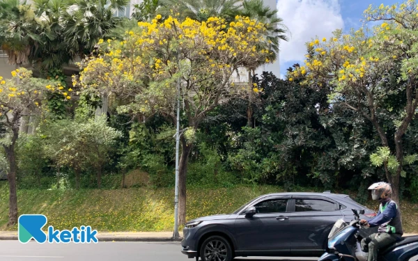 Thumbnail WOW! Tabebuya Bermekaran, Surabaya Kini Rasa Jepang