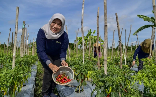 Thumbnail TPID Kota Surabaya Klaim Harga Tomat dan Cabai Stabil