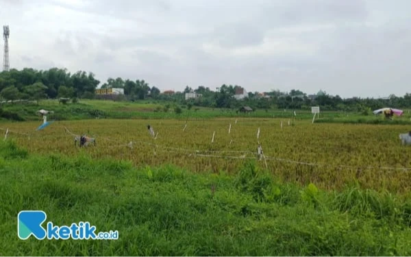 Thumbnail Pertanian hingga Jasa Berhasil Bawa Ekonomi Jatim Membaik, Ini Kata BPS