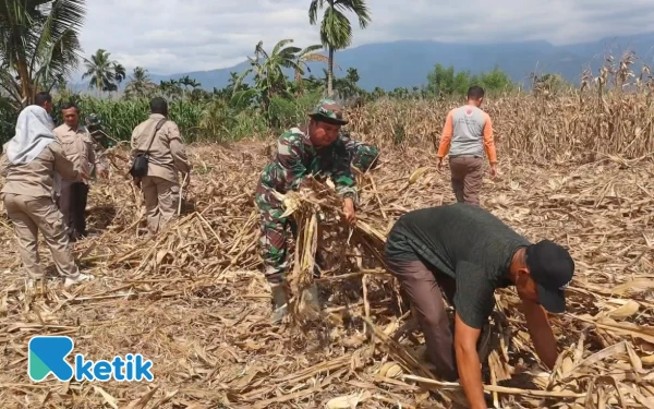 Satgas TMMD Kodim 0108/Agara Bersihkan Lahan Jagung Warga Desa Rikit Bur