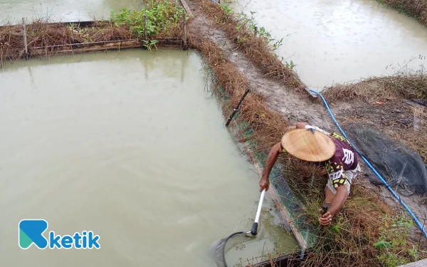 Thumbnail Tak Sengaja, Warga Desa Buton Ini Jadi Pembudidaya Ikan Koi dan Nila