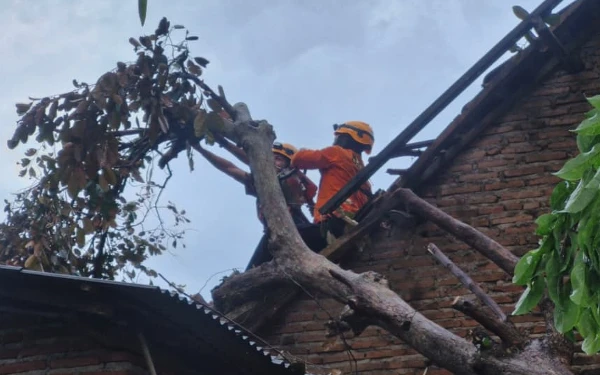 Thumbnail Cuaca Ekstrem Landa Bondowoso, Pohon Tumbang Timpa Rumah Warga