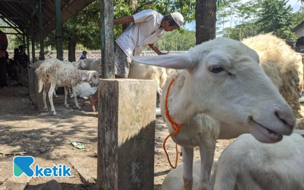 Thumbnail Berita - Harga Domba Lokal Anjlok, Peternak Pacitan Kelimpungan: Dari Rp1,5 Jadi Rp1 Juta