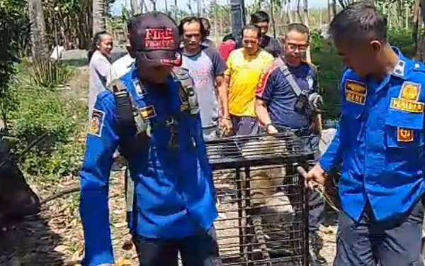 Thumbnail Berita - Kera Peliharaan di Bondowoso Dievakuasi Usai Serang Balita