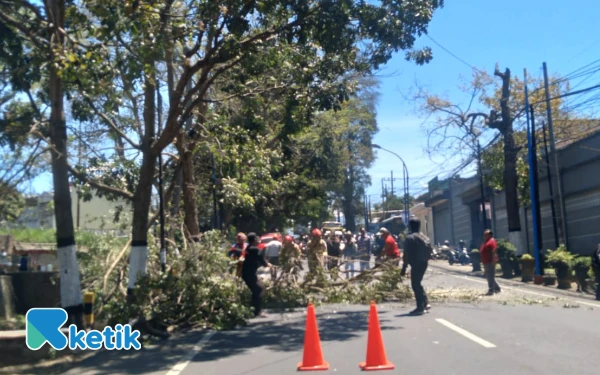 Thumbnail ‎Pohon Tumbang di Kota Batu Timpa Dua Sepeda Motor