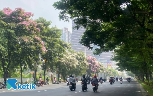 Thumbnail Surabaya Kembali Bermekaran, Pesona Bunga Tabebuya dan Sejarahnya di Kota Pahlawan