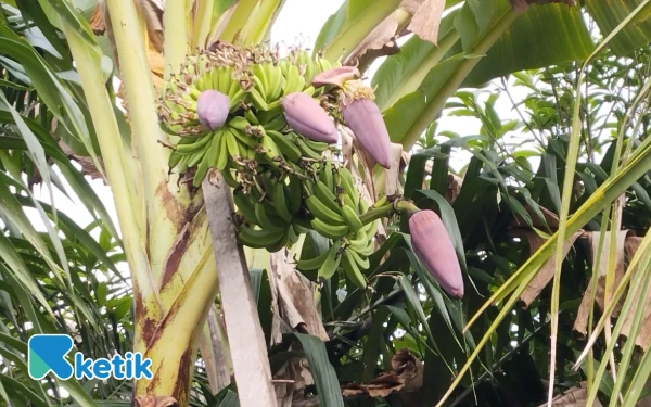 Thumbnail Berita - Pohon Pisang dengan 4 Jantung Hebohkan Warga Pulo Sarok Aceh Singkil