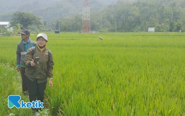 Thumbnail Berita - Merosot 1,17 Persen Per Tahun, DKPP Ingatkan Dampak Penyusutan Lahan Pertanian di Pacitan