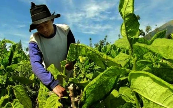 Thumbnail Dinas PMPTSP dan Naker Bondowoso Manfaatkan DBHCHT 2025 Tingkatkan Kompetensi Pekerja Tembakau