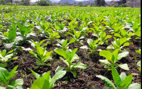 Thumbnail Anggaran DBHCHT di Dinas Pertanian Bondowoso Difokuskan untuk Kebutuhan Terintegrasi Petani