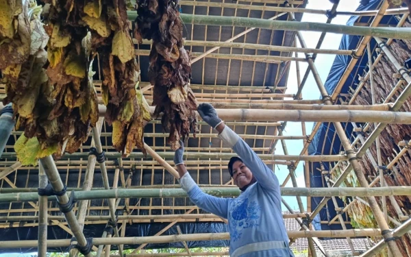 Thumbnail Berita - Pemkab Lumajang Kucurkan Dana untuk Bangun Gudang Tembakau