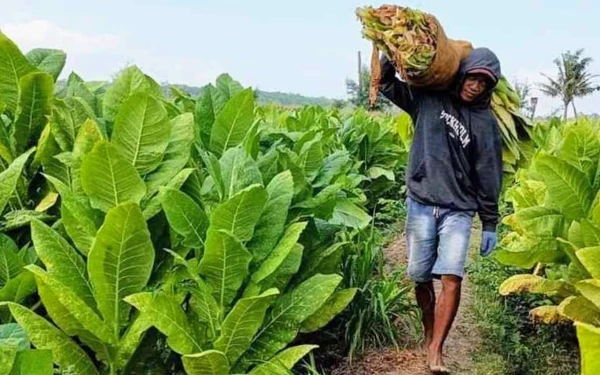 Thumbnail Pemkab Bondowoso Kelola DBHCHT Rp81,2 Miliar, 41,88 Persen untuk Kesehatan