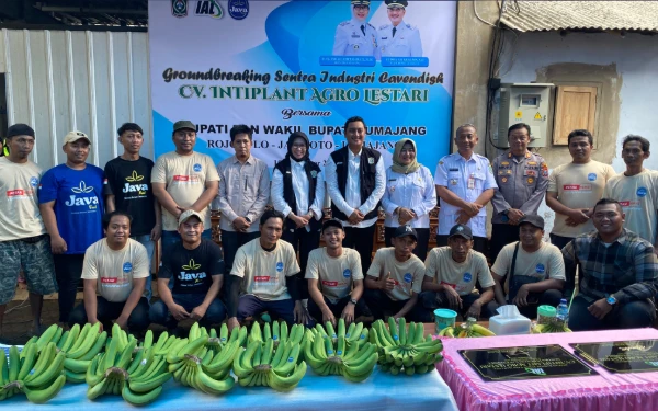 Thumbnail Berita - Lebih Menguntungkan dari Tebu, Pisang Cavendish Bisa Hasilkan Rp160 Juta Per Hektare