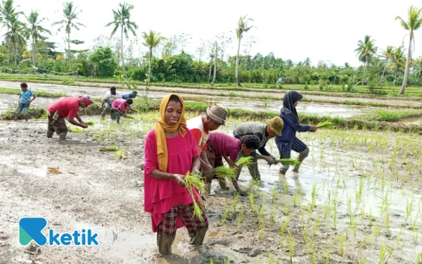 Thumbnail Berita - Dosen Pertanian Universitas Muhammadiyah Sorong Dampingi Pemuda Asli Papua Tanam Padi