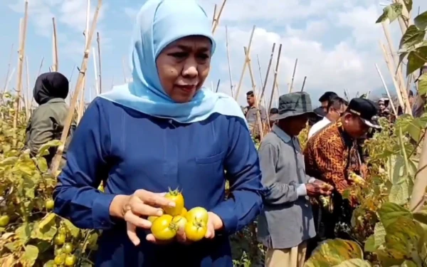 Thumbnail Berita - Khofifah Selamatkan Petani Tomat Jatim! Perintahkan Pemda Wajib Serap