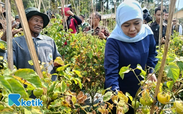 Thumbnail Berita - Imbas Harga Tomat Anjlok, Gubernur Khofifah Borong Tomat di Madiun