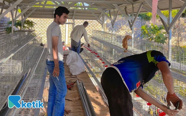 Thumbnail Berita - BUMDes Fajar Indah Andalkan Budidaya Ayam Petelur untuk Dongkrak Ekonomi Warga Tamberu Timur