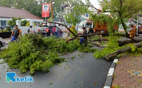 Thumbnail Angin Kencang Terjang Palembang, Pohon Tua di Depan PN Roboh Timpa Area Parkir dan Sebabkan Kemacetan