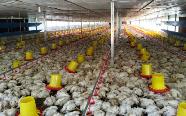 Thumbnail Berita - Listrik Padam Tiga Hari, 18 Ribu Ayam di Abdya Mati Massal, Peternak Rugi Rp800 Juta