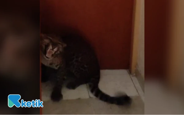 Thumbnail Macan Tutul Liar Kabur Lalu 'Check In' di Hotel Kota Bandung