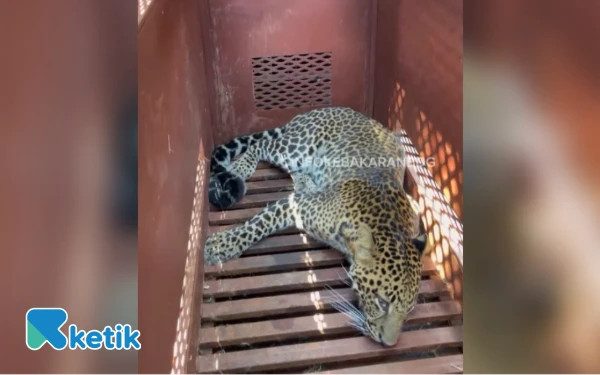 Thumbnail Berita - Penuh Dramatis, Macan Tutul yang Masuk Hotel di Bandung Berhasil Dievakuasi