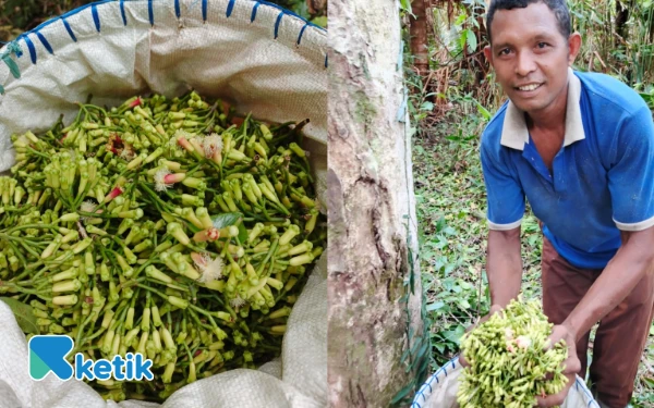 Thumbnail Berita - Cengkeh Organik dari Seram Bagian Timur, Potensi Investasi yang Belum Tergarap