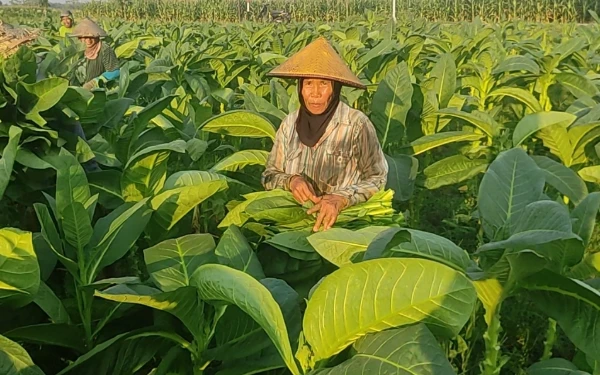 Thumbnail Berita - Curhat Petani Tembakau Tuban: Terus Merugi, Harga Daun Turun Drastis Akibat Kemarau Basah