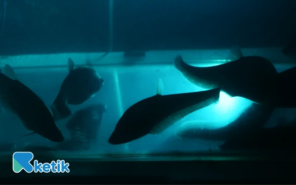 Thumbnail Berita - Konservasi Belida Menjadi Tempat Paling Aman