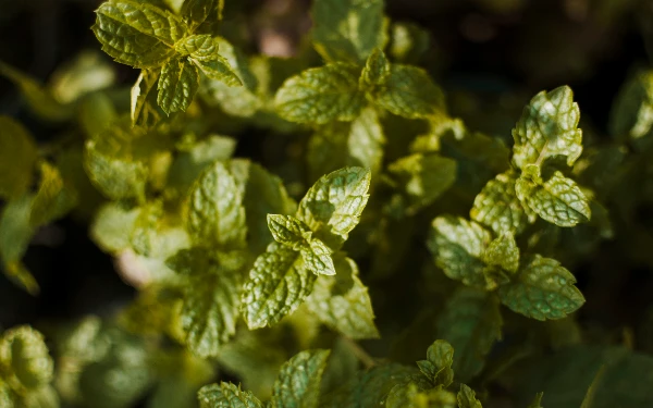 Thumbnail Bye-Bye Rayap! 5 Tanaman Cantik Ini Bisa Lindungi Rumah dan Perabotmu