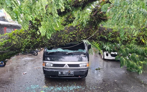 Thumbnail Diterjang Angin Kencang, Pohon Trembesi di Comboran Malang Roboh dan Lukai Warga