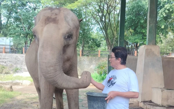 Thumbnail Banyak Sarjana Hukum di 9 Nama Calon Direktur KBS, Konservasionis: Mau Bikin LBH?