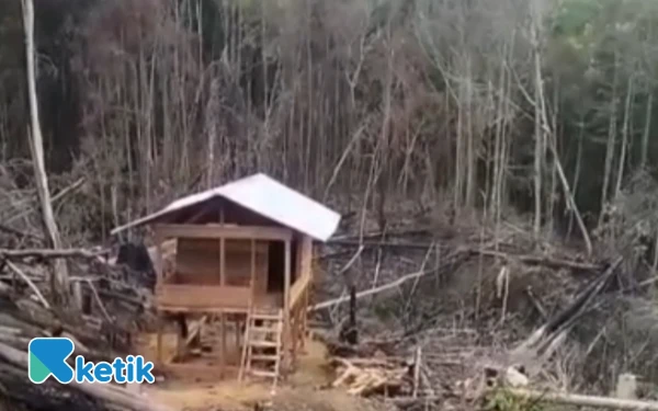 Thumbnail Berita - LSM CPN Aceh Singkil Soroti Maraknya Dugaan Pembalakan Liar di Kawasan Hutan Produksi