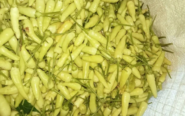 Thumbnail Berita - Harga Cabe Anjlok sampai Rp5 Ribu, Petani Mengeluh Tak Kembali Modal