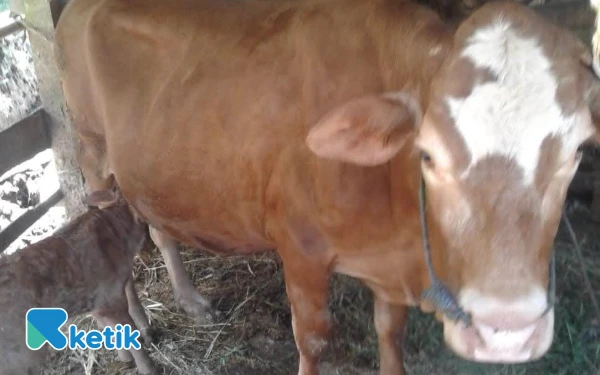 Thumbnail Berita - Spora Antraks Ditemukan di Dua Wilayah Pacitan usai Kasus Kematian Ternak Warga