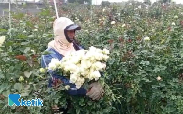 Thumbnail Biaya Perawatan Melonjak, ‎Petani Bunga Mawar di Kota Batu Harus Putar Otak