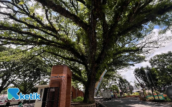 Thumbnail Rawan Tumbang, DLH Kota Malang Fokus Perempesan Pohon di Jalan Mayjend Sungkono