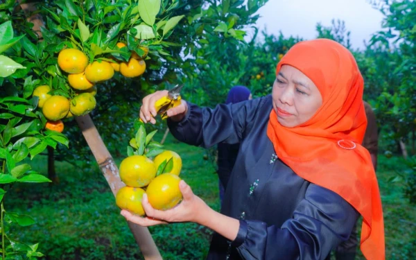 Thumbnail Manisnya Menggoda! Jeruk Siam Madu Tutur, Rahasia Gubernur Khofifah Dongkrak Ekonomi Desa Wisata