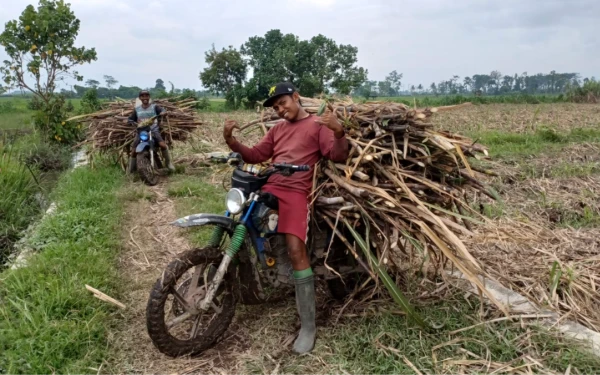 Thumbnail Berita - APTRI Jatim: Curah Hujan Tinggi, Petani Harus Angkut Tebu Pakai Motor