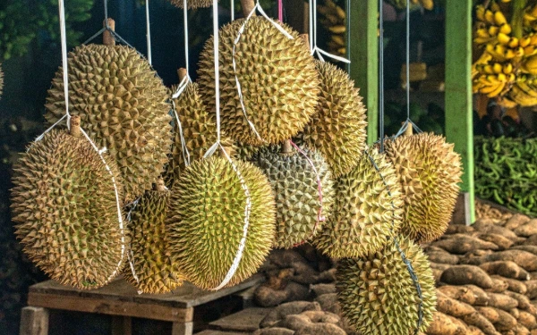Thumbnail Bukan Sekadar ‘Raja Buah’, Durian Kini Diperjuangkan Jadi Buah Nasional Malaysia