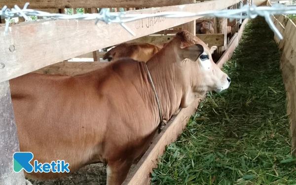Thumbnail Berita - BUMDes Sukses Bersama Pandan Sari Gumer Aceh Singkil Kembangkan Penggemukan Bibit Sapi Lokal