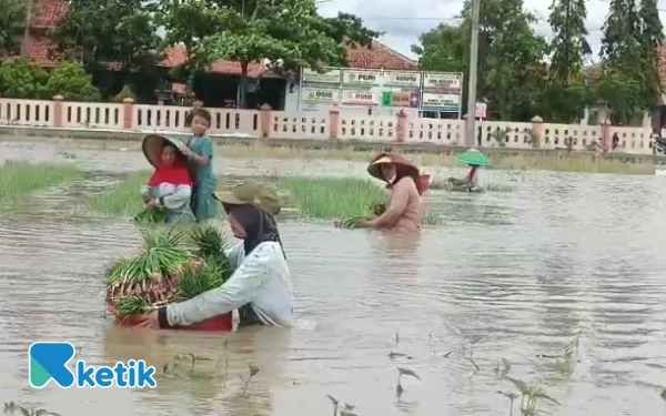 Ratusan Hektare Bawang Merah di Brebes Terendam Banjir, Petani Rugi Miliaran Rupiah!