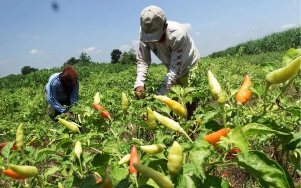 Thumbnail Berita - Pemkab Lumajang Suntik Rp229 Juta untuk Petani Cabai, Solusi Hadapi Harga Anjlok