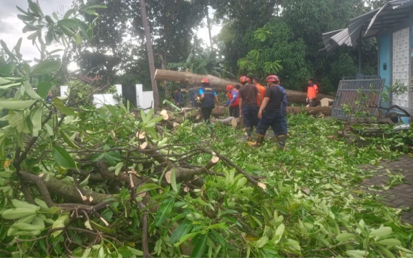Banyuwangi Dilanda Puting Beliung, Lalu Lintas Tersendat dan Rumah Warga Rusak
