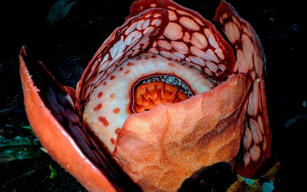 Thumbnail Isak Tangis Haru di Hutan Sumatera: Biolog Oxford dan Pemburu Bunga Temukan Rafflesia Raksasa yang Dicari 13 Tahun!