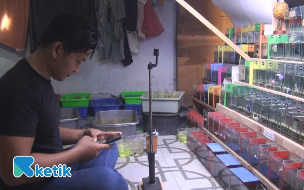 Thumbnail Berita - Kena PHK dari Perusahaan BUMN, Pria di Mojokerto Sukses Budidaya Cupang