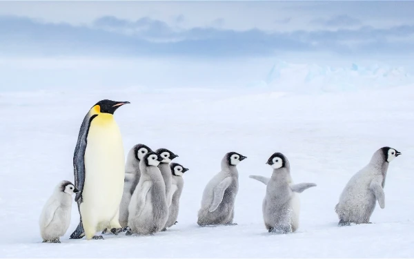 Thumbnail Ribuan Penguin di Afrika Selatan Terancam Punah Akibat Kelangkaan Sarden