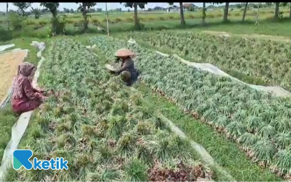Petani Bawang Merah Brebes Keluhkan Masuknya Bawang Bombay Mini