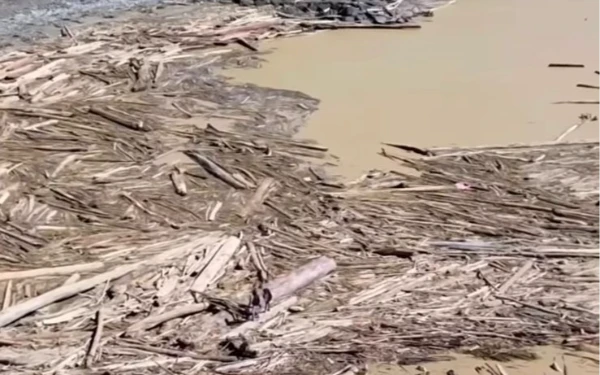 Thumbnail Pemerintah Harusnya Paham, Ini Dampak Penebangan Pohon Sembarangan!