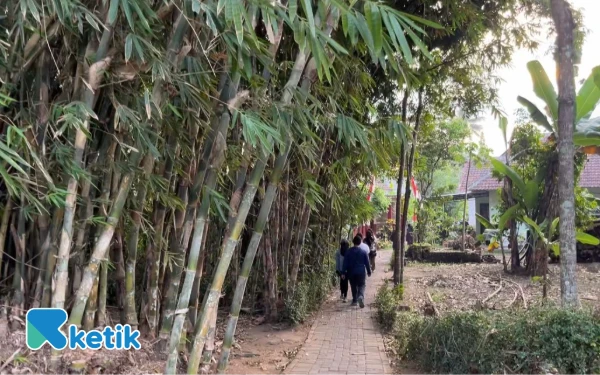 Thumbnail Bukan Sawit, Berikut Pohon yang Mampu Menyerap Banyak Air!