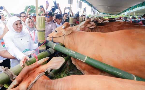 Thumbnail Berita - Capaian Emas Peternakan Jatim 2025! Inseminasi 1,09 Juta Sapi hingga Rekor MURI di Tangan Gubernur Khofifah